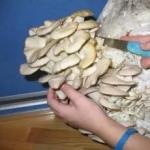 Как сушить грибы в домашних условиях правильно Сушим в микроволновке