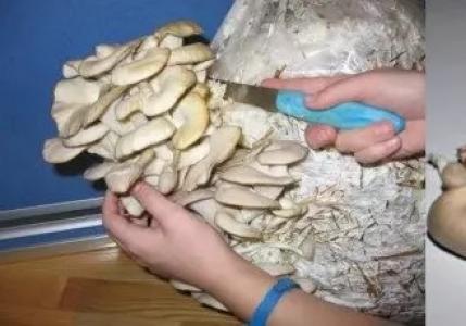 Как сушить грибы в домашних условиях правильно Сушим в микроволновке